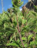 Teucrium chamaedrys