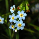 Myosotis palustris