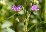 род Erodium