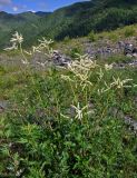 Aconogonon alpinum. Цветущие растения. Алтай, Онгудайский р-н, низовья р. Урсул, ≈ 600 м н.у.м., каменистый склон. 10.06.2019.