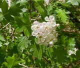 род Crataegus. Цветки и листья. Адыгея, Майкопский р-н, окр. пос. Хамышки, ≈ 740 м н.у.м., буково-пихтовый лес на берегу р. Киша. 30.04.2018.