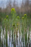 Euphorbia palustris. Цветущие растения. Ростовская обл., Азовский р-н, окр хут. Лагутник, пойменный заливной луг. 07.05.2020.