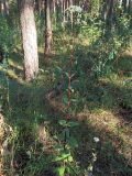Hylotelephium maximum. Цветущее растение. Ульяновск, Заволжский р-н, сосняк с лиственным подлеском. 24.08.2020.