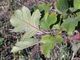 Crataegus maximowiczii