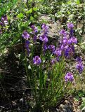 Polygala comosa