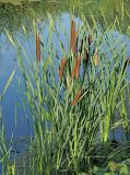 Typha latifolia