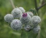 Arctium tomentosum