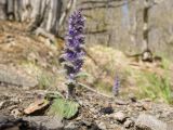 Ajuga orientalis. Цветущее растение. Краснодарский край, м/о г. Новороссийск, гора Крымская-Долгая, склон южной экспозиции, дубово-буково-грабовый лес, щебнистая осыпь из ожелезнённого слабокарбонатного песчаника. 16.04.2022.