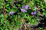 Astragalus subpolaris