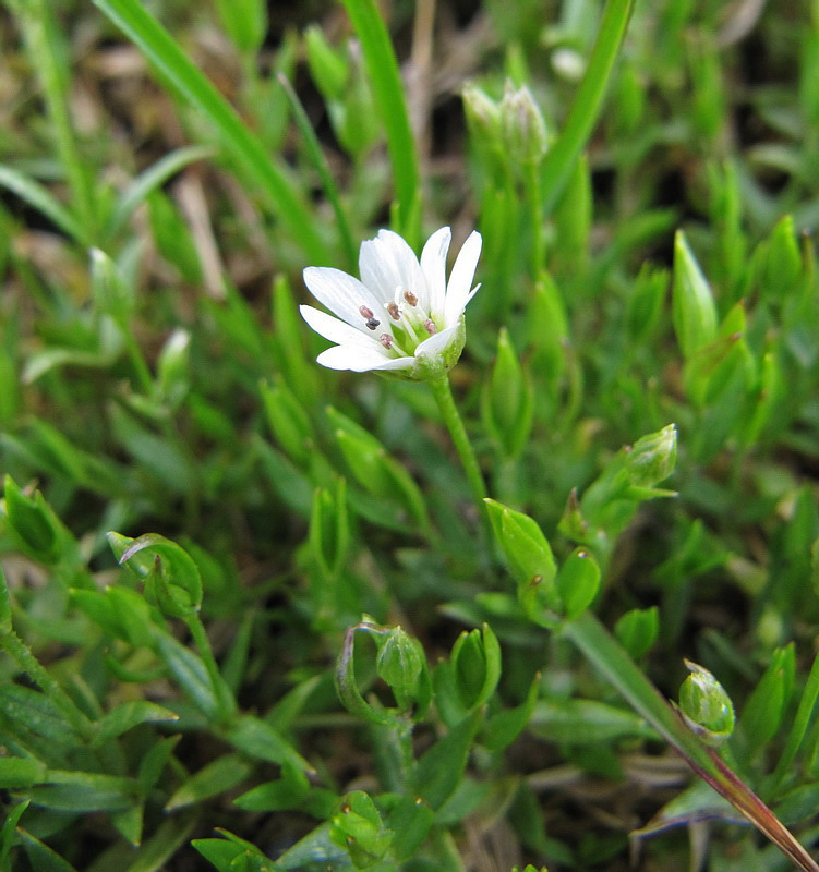 Изображение особи Stellaria crassifolia.