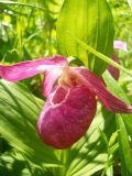 Cypripedium macranthos