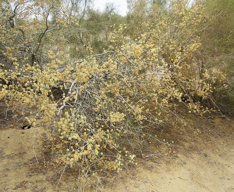 Изображение особи Calligonum arborescens.