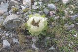 Saussurea involucrata