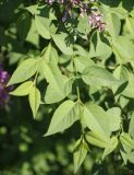 Syringa persica