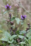 Prunella vulgaris