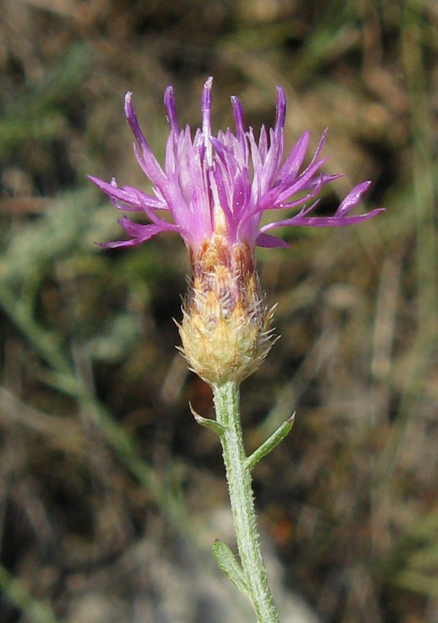 Изображение особи Centaurea caprina.