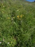 Tephroseris subfloccosa. Цветущее растение на альпийском лугу. Кабардино-Балкария, Зольский р-н, долина Джилы-Су. 27.07.2012.