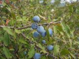 Prunus stepposa. Часть ветви с плодами. Крым, Байдарская долина, окр. пос. Орлиное. 1 сентября 2012 г.