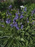 Hyacinthoides hispanica