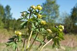 Trollius europaeus. Верхушка цветущего растения. Средняя Карелия, окр. оз. Елмозеро, разнотравный луг. 31.05.2011.