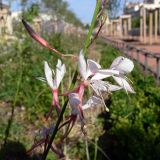 Gaura lindheimeri. Часть соцветия. Франция, регион Рона-Альпы, департамент Рона, г. Лион. 07.07.2012.