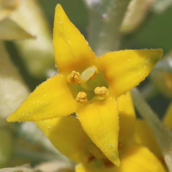 Лох узколистный (Tanacetum achilleifolium)