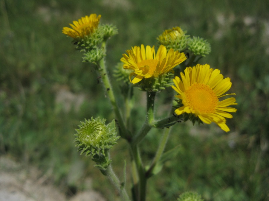 Изображение особи Inula aucheriana.