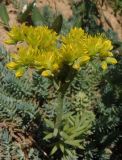 Sedum reflexum