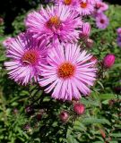 Symphyotrichum novae-angliae. Соцветия. Германия, г. Duisburg, Ботанический сад. 20.09.2013.