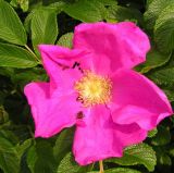 Rosa rugosa