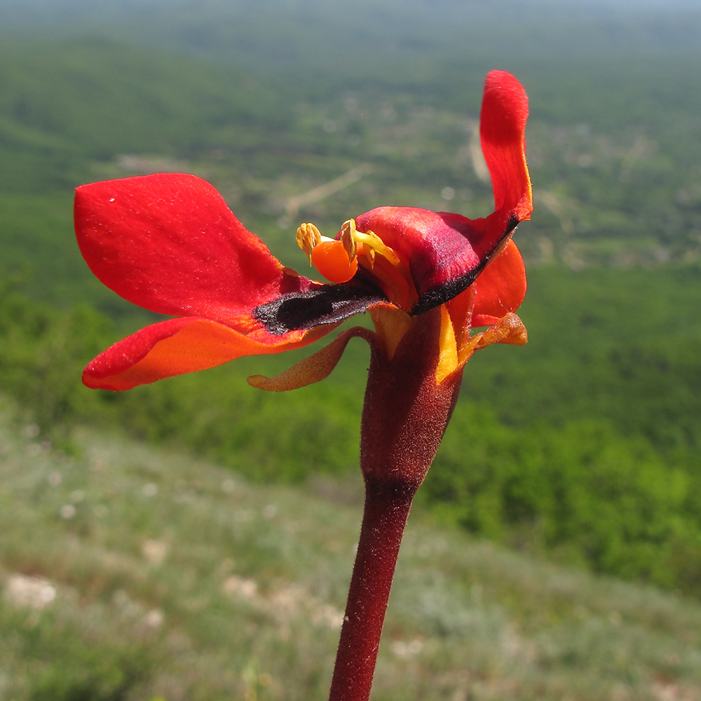 Изображение особи Phelypaea coccinea.