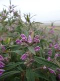 Phlomis pungens