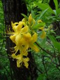 Rhododendron luteum. Верхушка побега с соцветием. Ставропольский край, г. Кисловодск, парк, дорога под «Малым Седлом», обочина тропинки, в подлеске, на небольшом притенении. 19.05.2014.