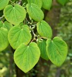 Cercidiphyllum magnificum. Верхушка веточки плодоносящего растения. Германия, г. Мюнстер, ботанический сад Вестфальского университета. Июль 2014 г.