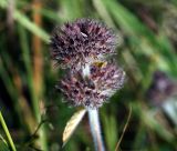 Clinopodium vulgare