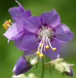 Polemonium chinense