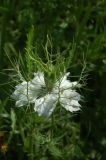 Nigella damascena