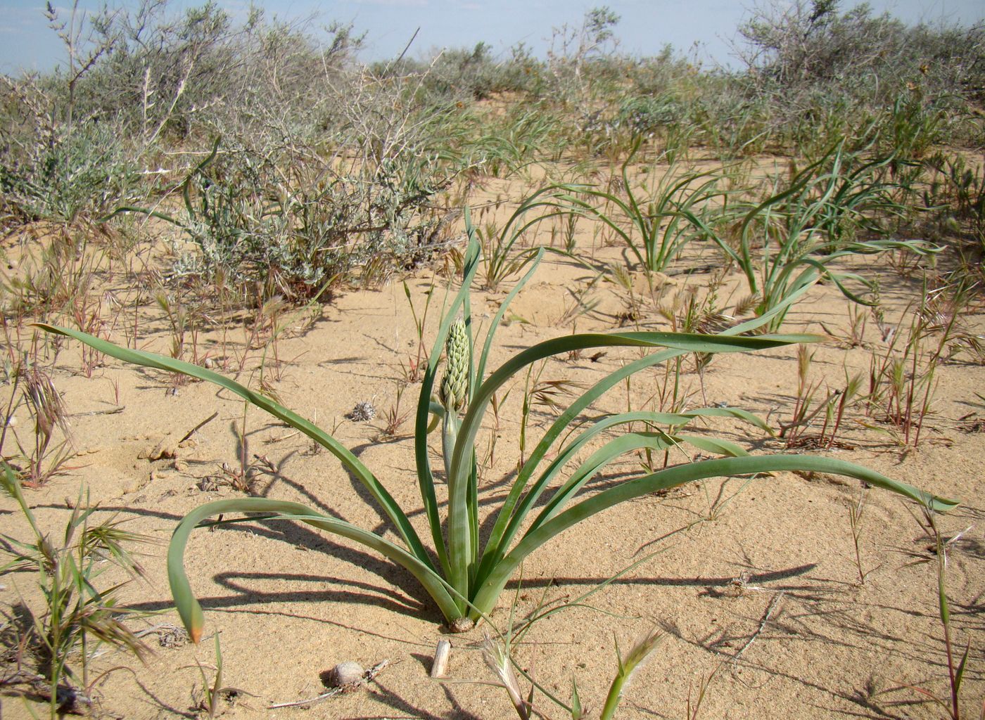 Изображение особи Eremurus inderiensis.