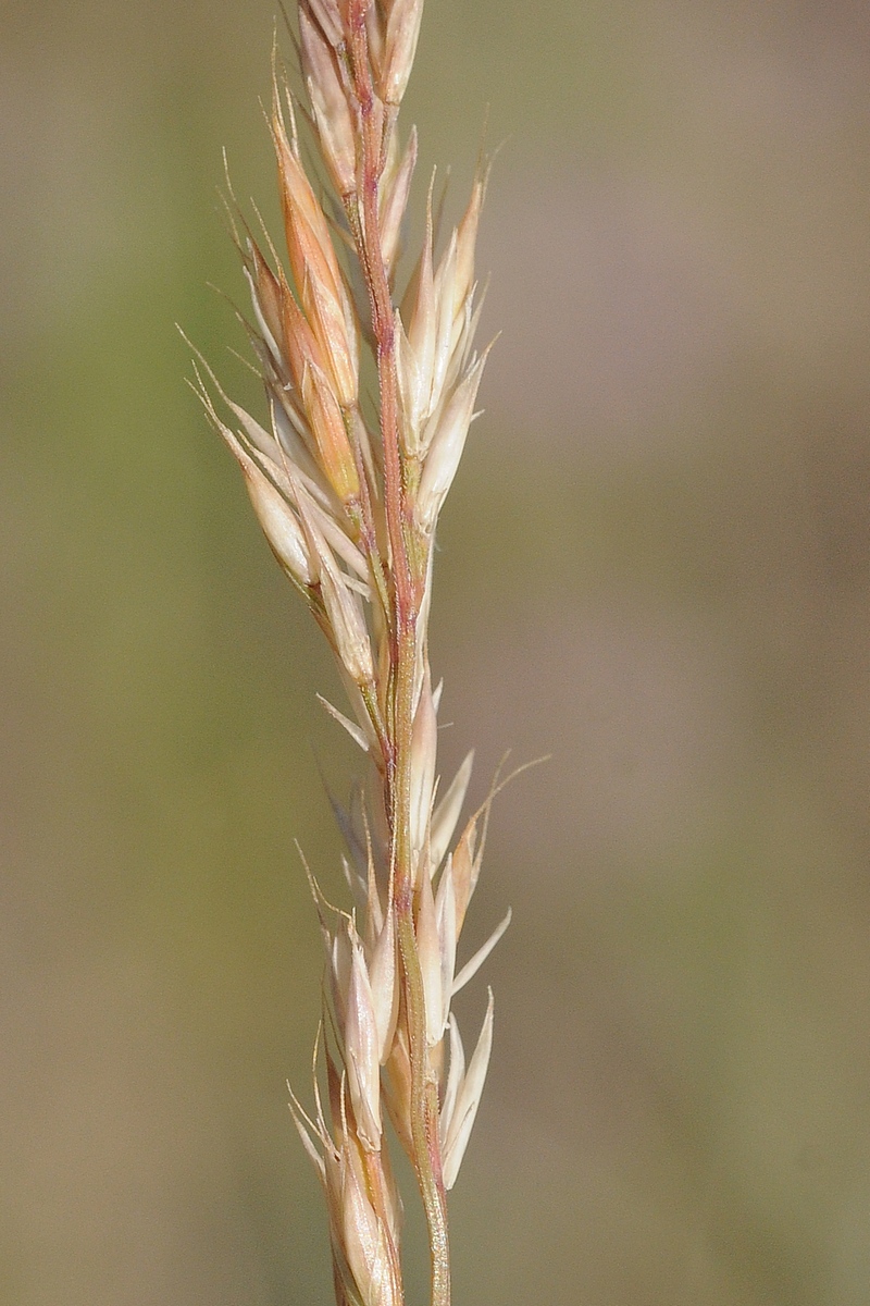 Изображение особи Festuca valesiaca.