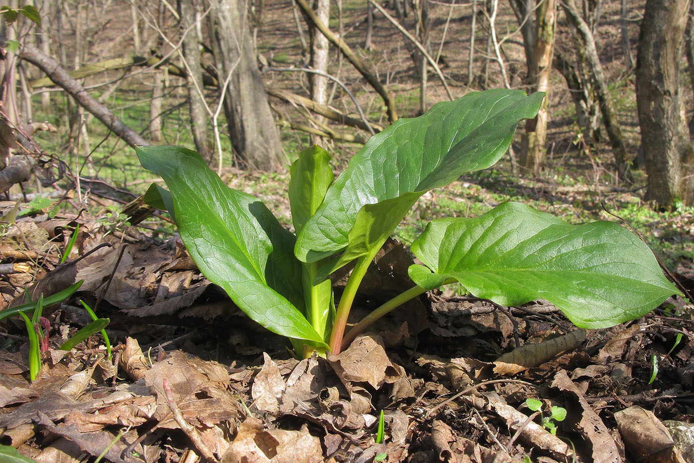 Изображение особи Arum elongatum.