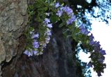 Campanula mirabilis