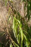 Solidago canadensis. Часть побега. Ленинградская обл., Кировский р-н, пос. Дачное, пойма р. Мга, разнотравно-злаковый луг. 04.10.2015.