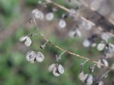 Cynoglossum officinale