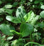 Bergenia crassifolia. Вегетирующие растения. Бурятия, Тункинский р-н, окр. пос. Аршан, лес. 18.07.2014.