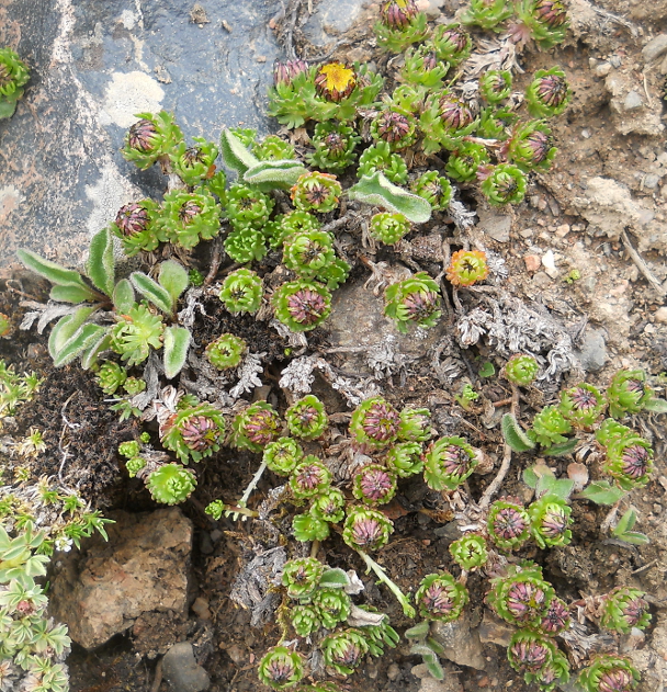 Изображение особи Waldheimia tridactylites.