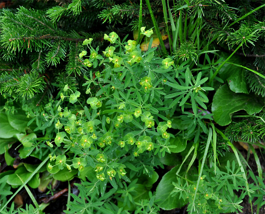 Изображение особи Euphorbia borealis.