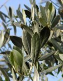 Olea europaea. Верхушка веточки с листьями. Испания, г. Мадрид, озеленение. Январь 2016 г.