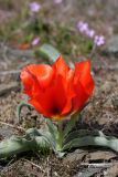 Tulipa greigii. Цветущее растение. Южный Казахстан, Сырдарьинский Каратау, р-н перевала Куюк. 27.03.2016.
