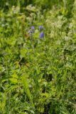 Veronica teucrium