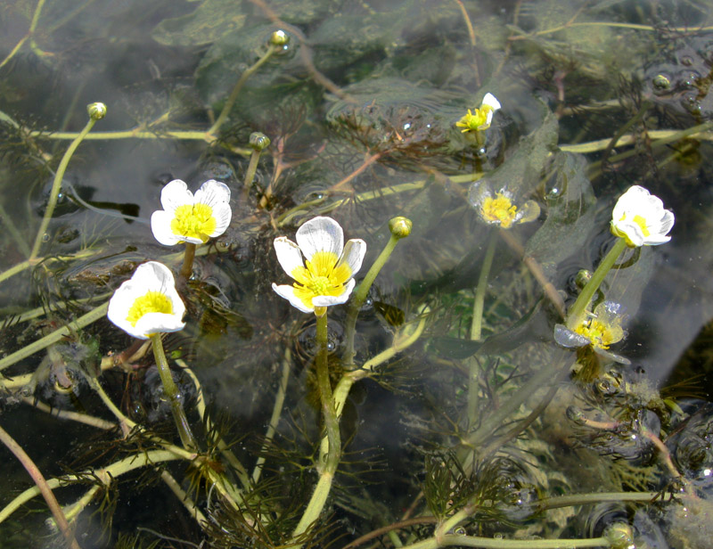 Изображение особи Ranunculus circinatus.